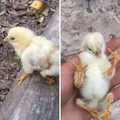 Odio la anatomía de este pollo