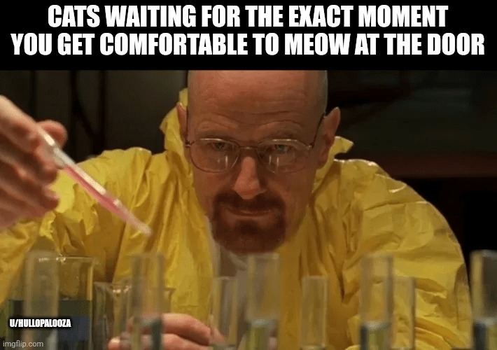 Cats waiting - meme