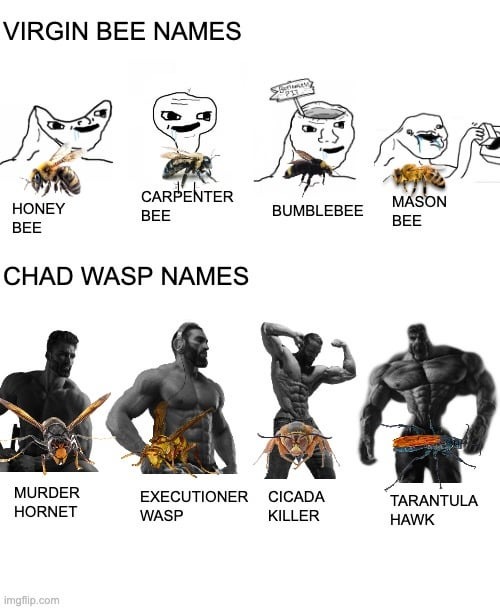Chad wasp names - meme