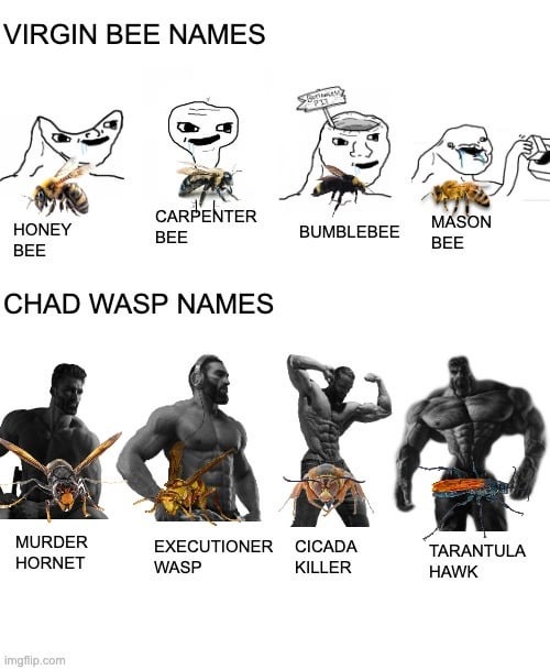 The Best Chad Memes - Memedroid