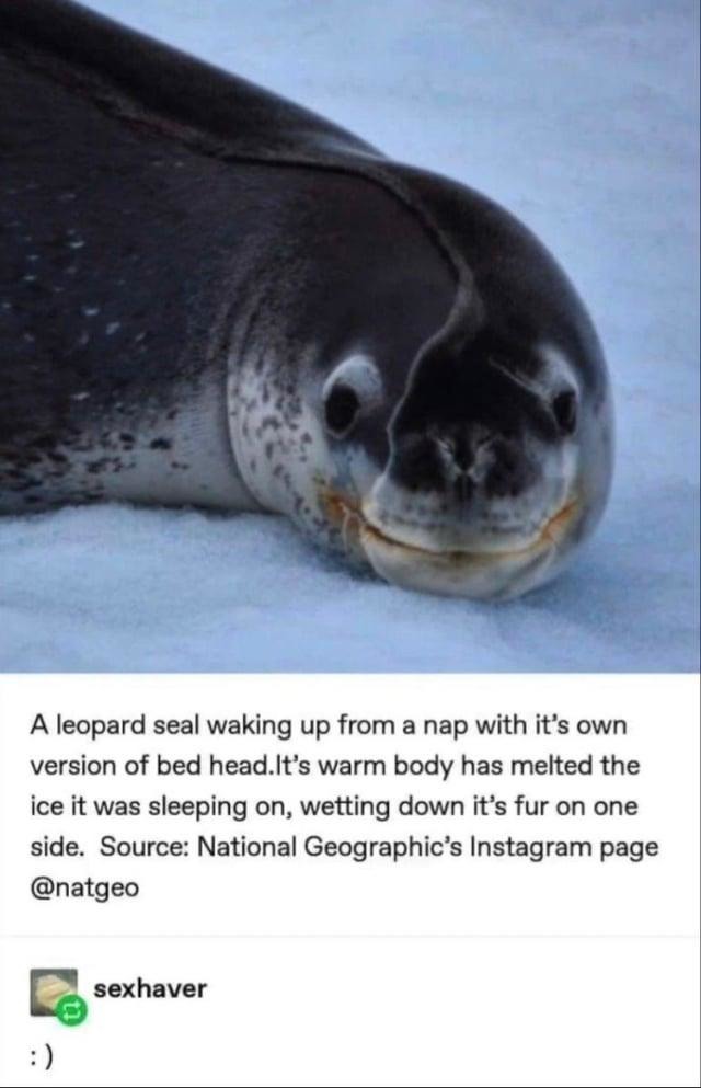 Leopard seal looking like it just woke up after dreaming about taxes - meme
