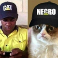 Cat / negr