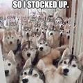 how many huskies do you own
