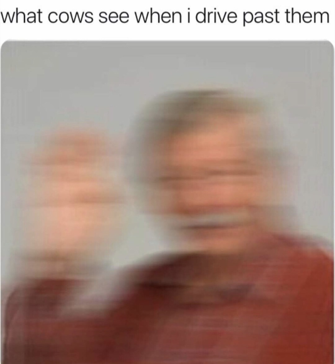 Cow's point of view - meme