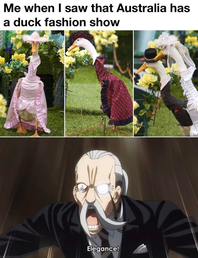 duck fashion show - meme
