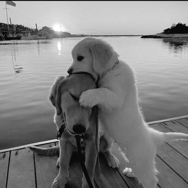 Not a meme, just my 2 dogs helping me through a nasty divorce