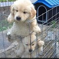 Cute Prison Break