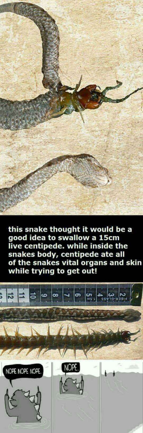 Snake eaten from the inside out. Centipede friend. - meme