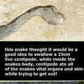 Snake eaten from the inside out. Centipede friend.