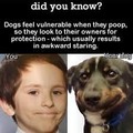 Protec pooping good boi