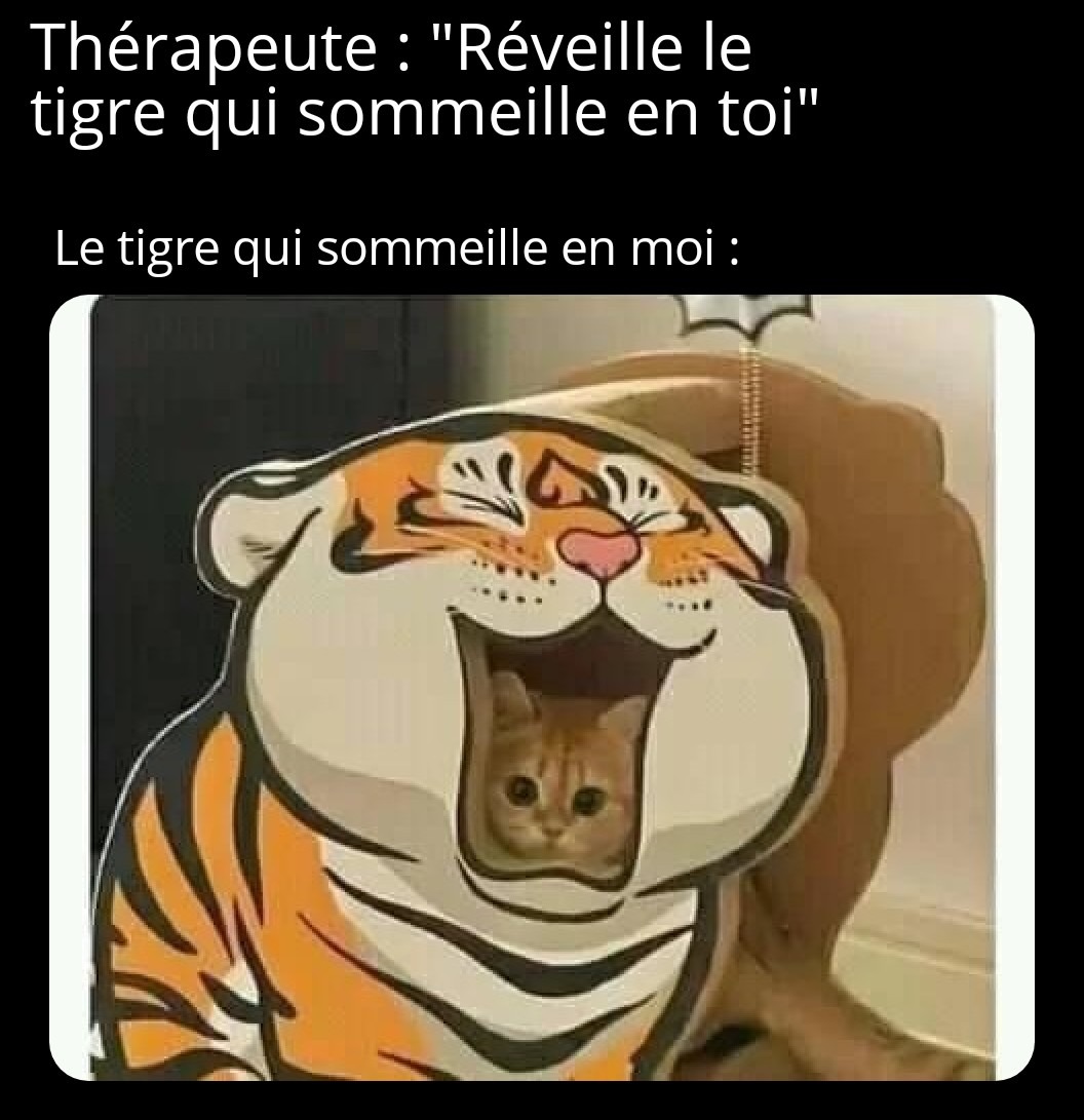 Tigre - meme