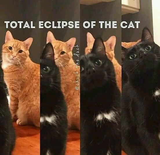 Cat eclipse - meme