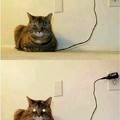Charging cat
