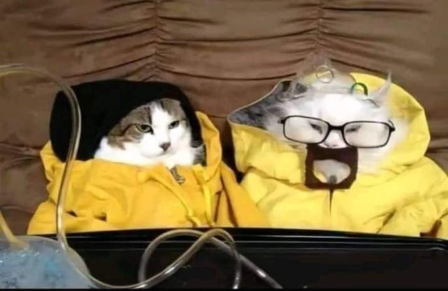 Gatos breaking bad - Meme subido por MORTIS_x07 :) Memedroid