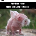 kung fu rabbit