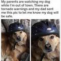 Safety Dog