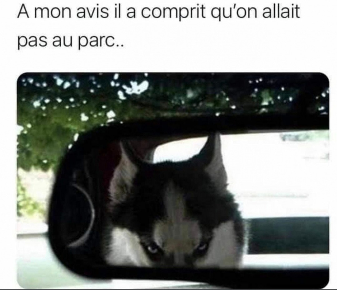À mon avis il a capté qu’on allait pas au parc - meme