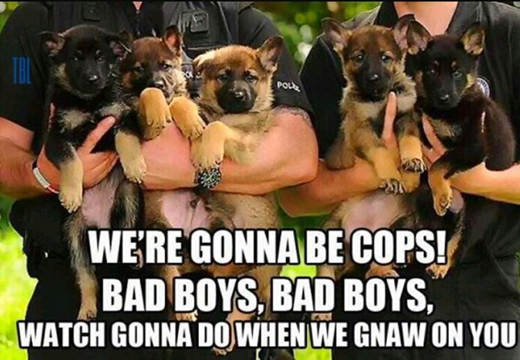 Puppies! - meme