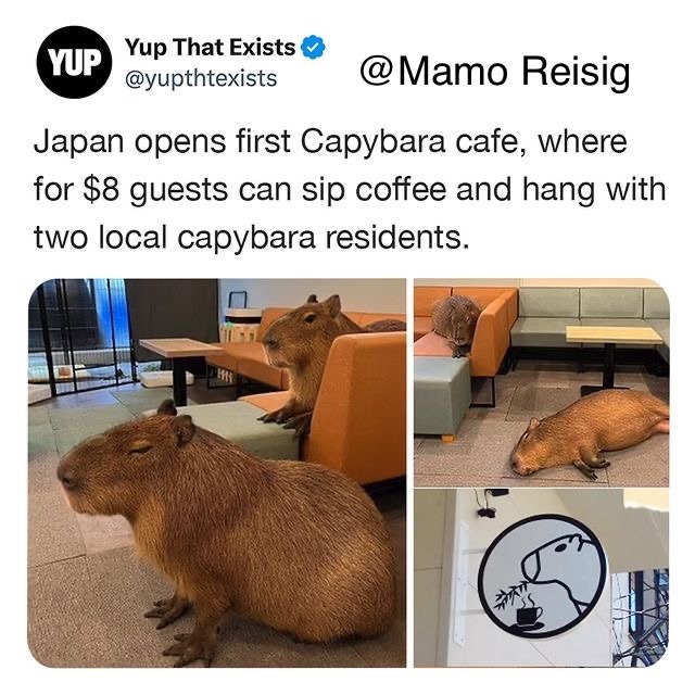 Capybara Cafe - meme