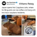Capybara Cafe