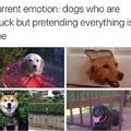 émotion actuelle : chiens qui sont coincés mais qui prétendent que tout va bien.