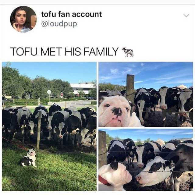 Milk Doggos - meme