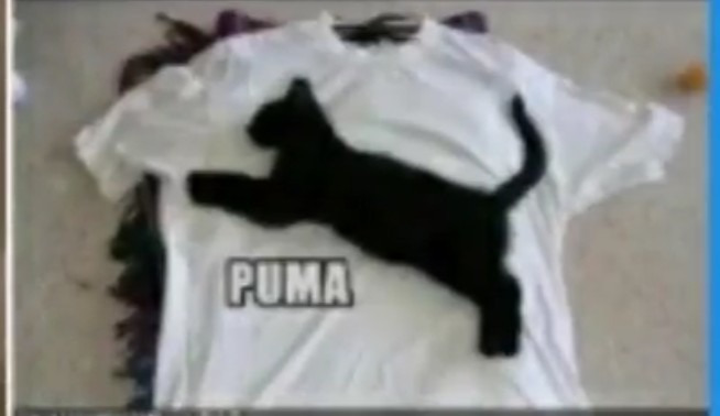 Puma. - meme