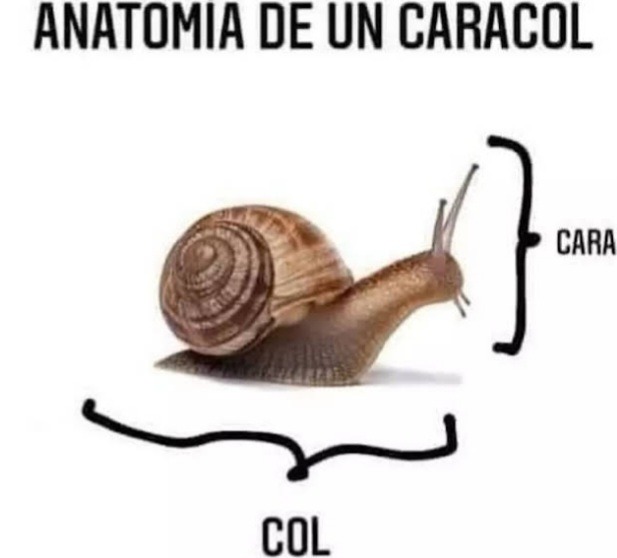 Anatomía - meme