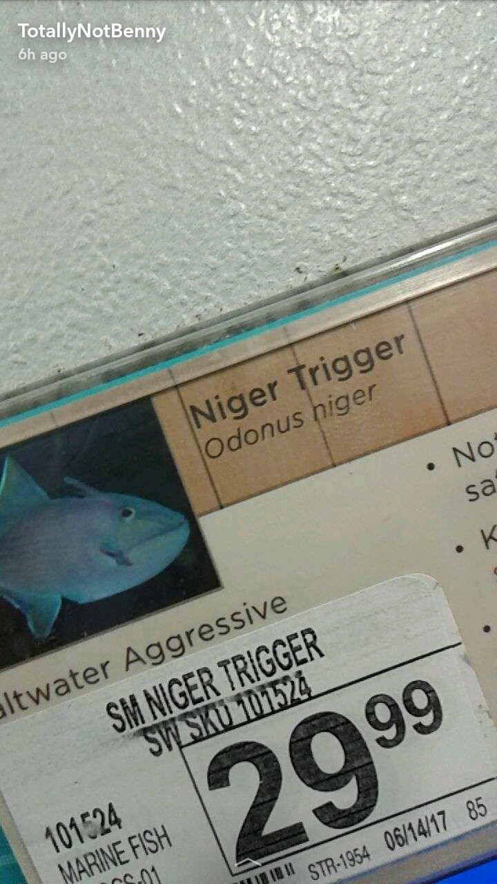 My favorite fish - meme