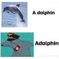 golfinhos puros