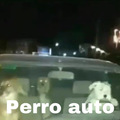 Perro auto