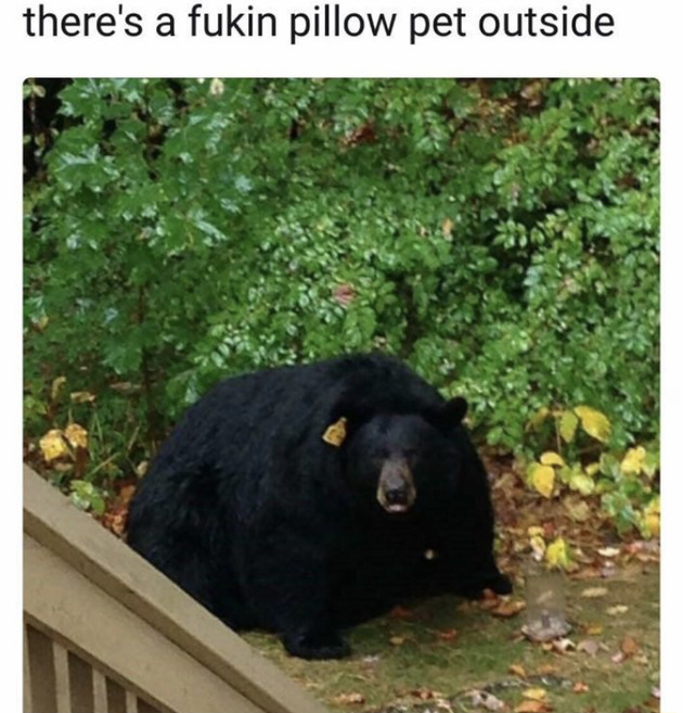 Pillow pet - meme