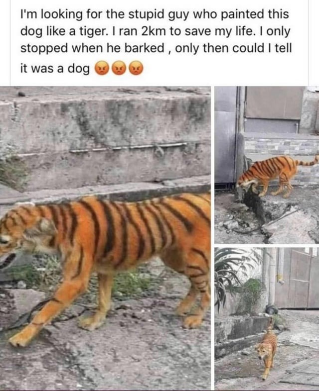 The best Tiger memes :) Memedroid