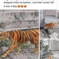 Tiger dog