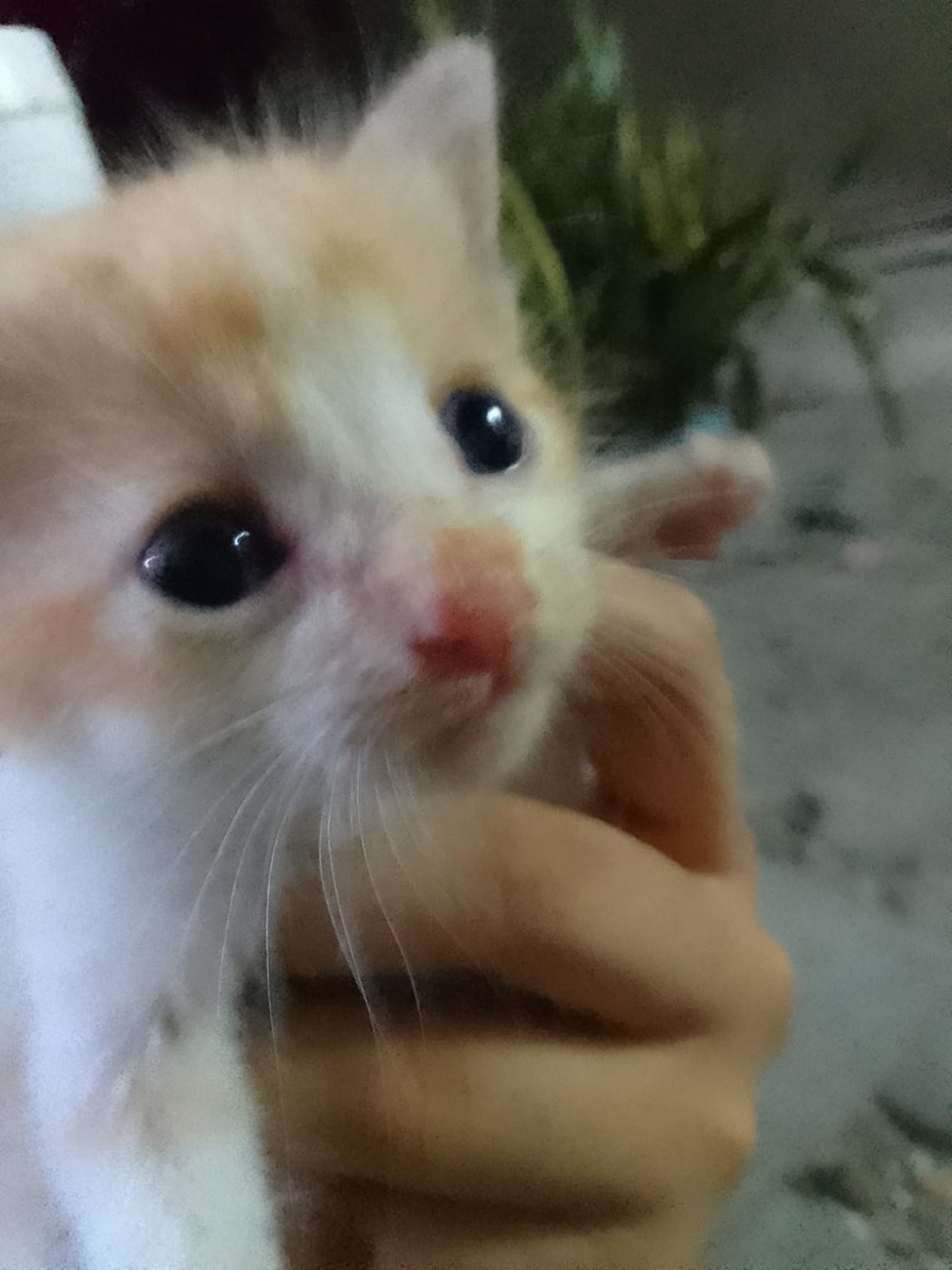 Gatito reveal - meme