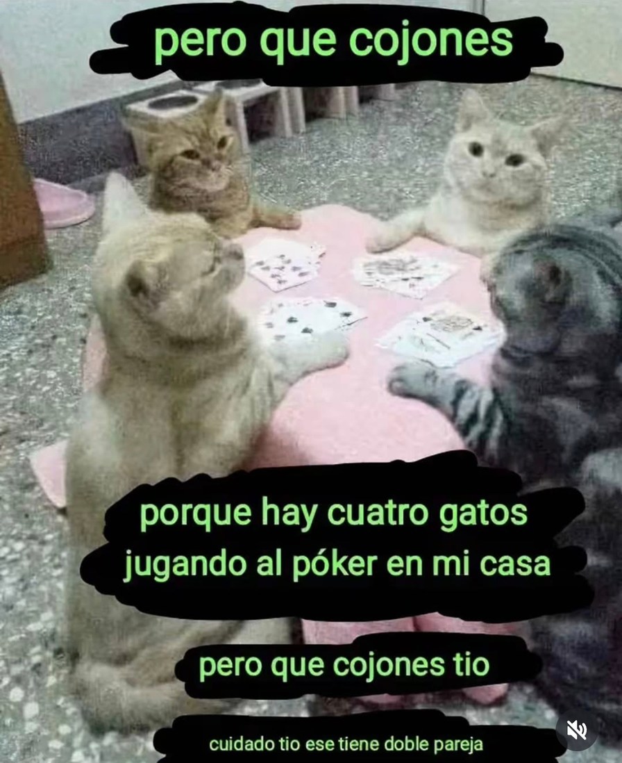 Pero qué cojones los gatos haciendo apuestas en mi salón - meme