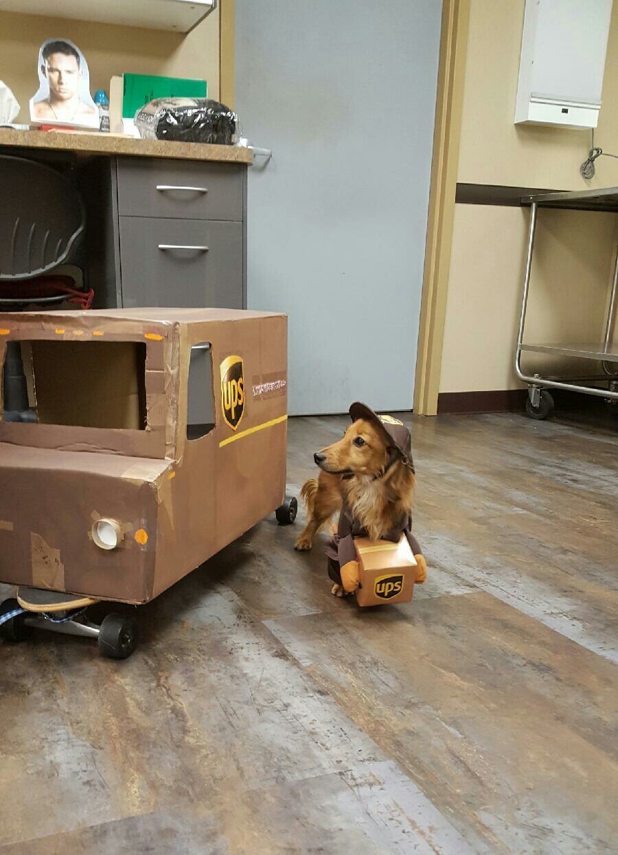 Pupper delivery - meme