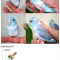 Birb is the sky!