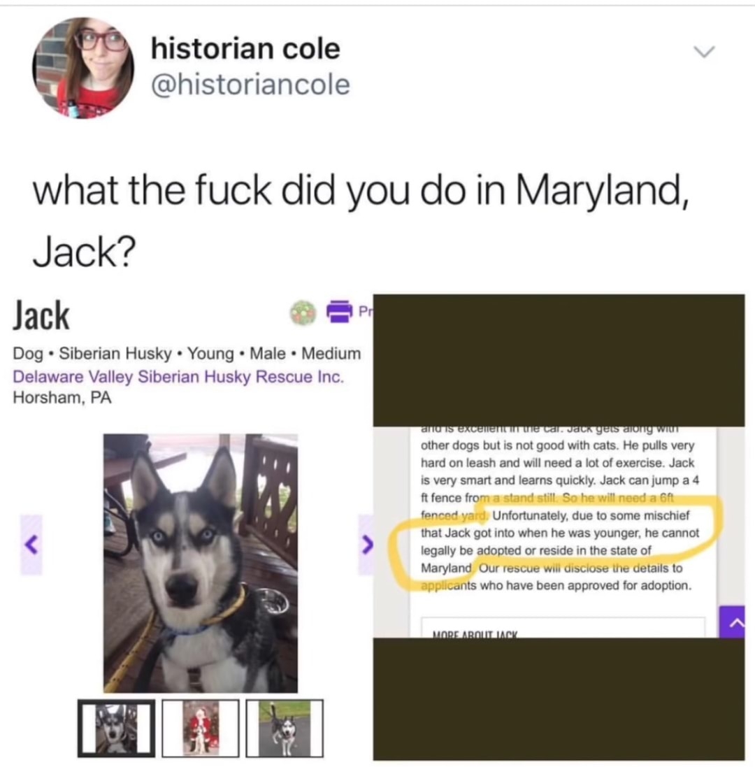 1st comment jacks off all the dogs - meme