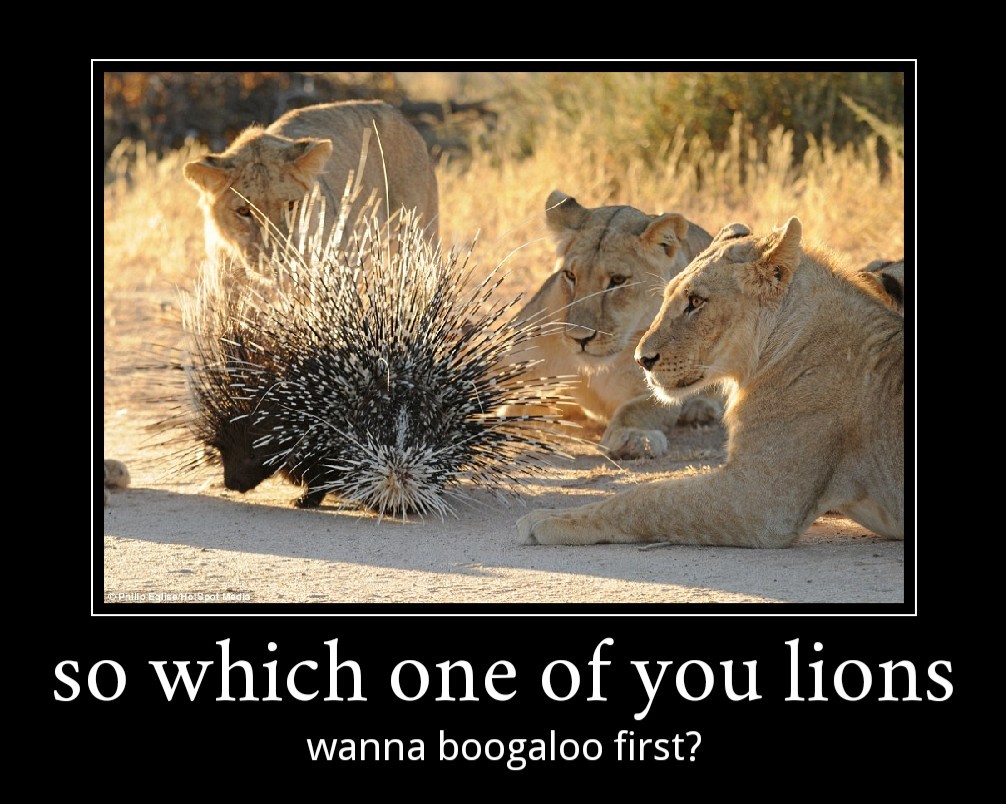 Lion boogaloo - meme