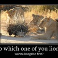 Lion boogaloo
