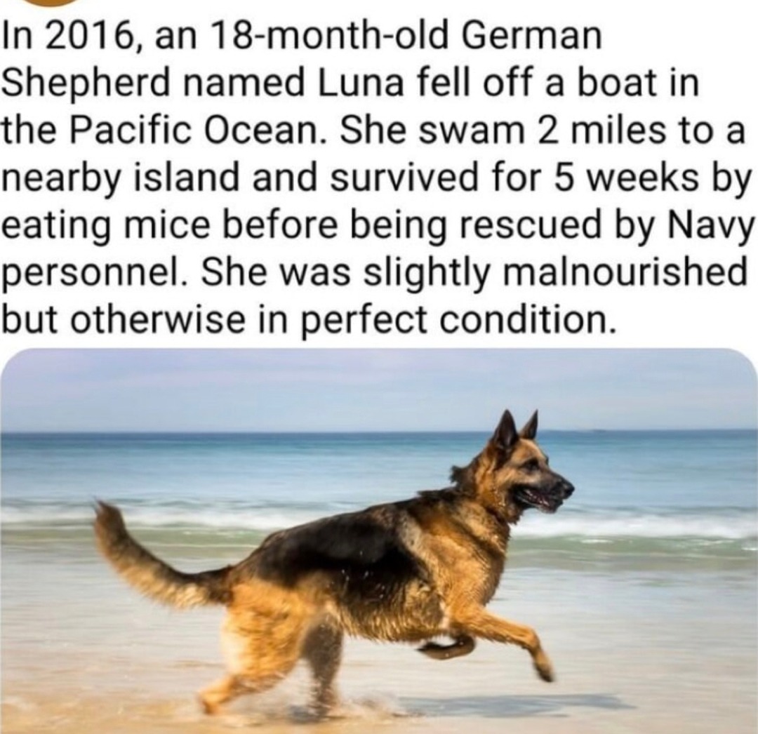 german shepherd said castaway mode activated and survived 5 weeks - meme