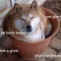 commencing shibe spam