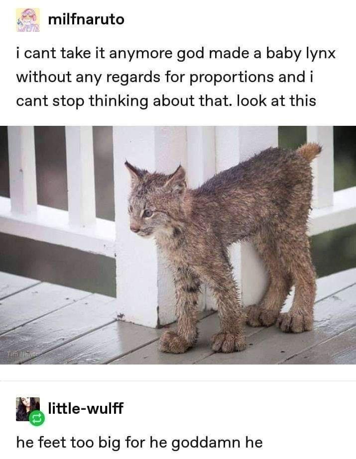 Lynx - meme