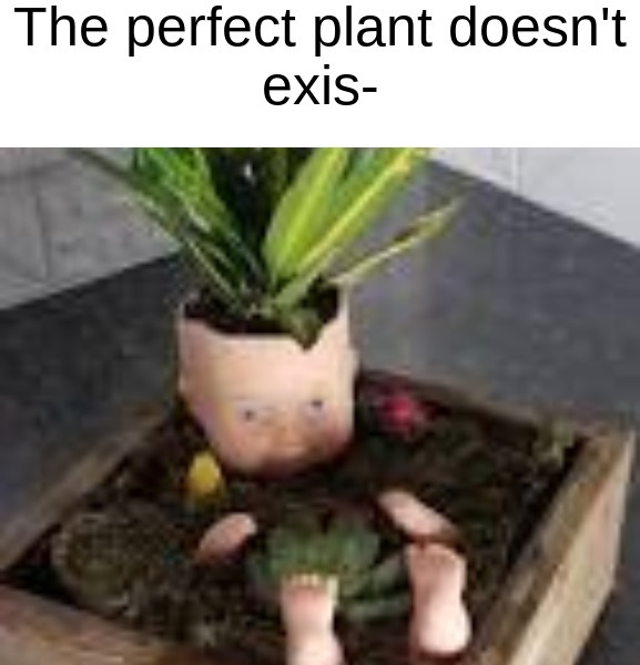 Doll plant - meme
