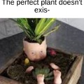 Doll plant