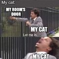My cat be like: