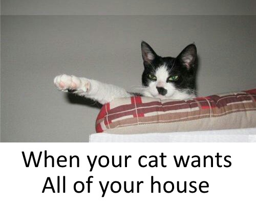 catler - Meme by moxen :) Memedroid