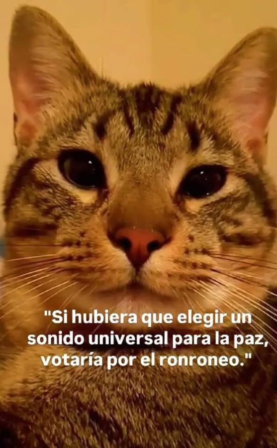 El sonido universal para la paz - meme