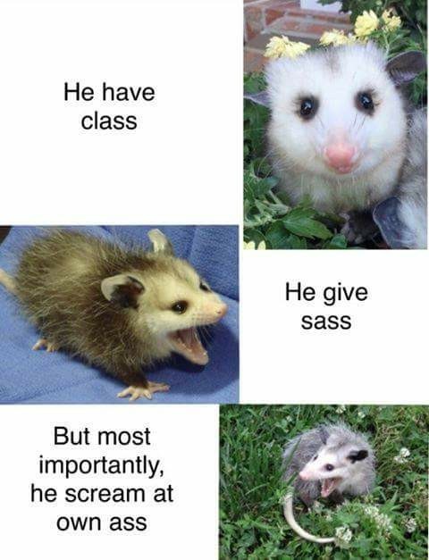 Possum booty - meme